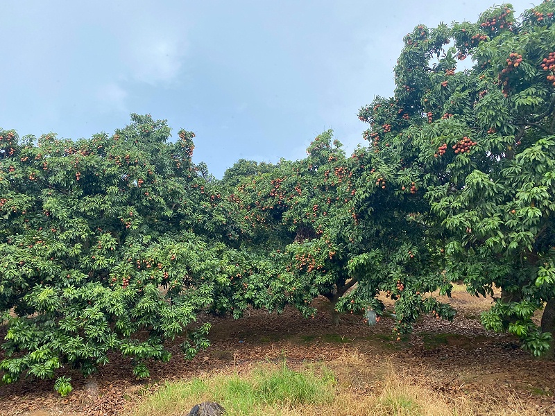 端午福利！Ag亞洲集團(tuán)食品組織摘荔枝活動(dòng)